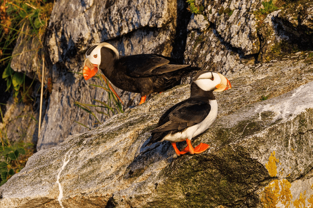 Puffin 1 - Kodiak, Alaska