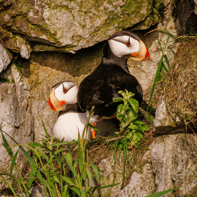 Puffin 4 - Kodiak, Alaska