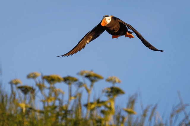 Puffin 2 - Kodiak, Alaska
