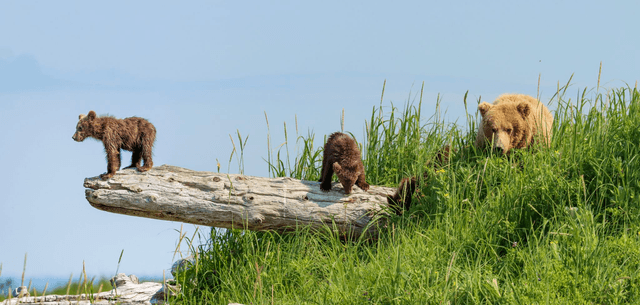 Lion King - Kodiak, Alaska