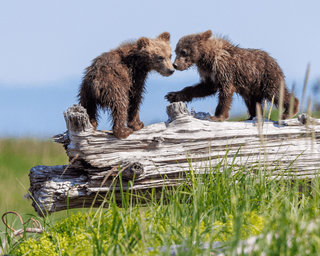 Cubs - Kodiak, Alaska