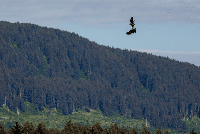 Eagles fight - Kodiak, Alaska