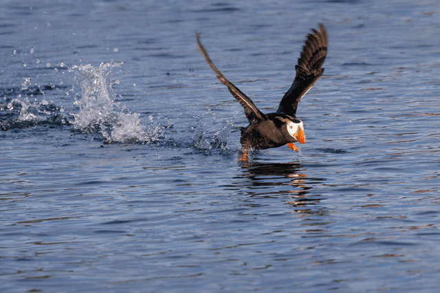 Puffin 3 - Kodiak, Alaska