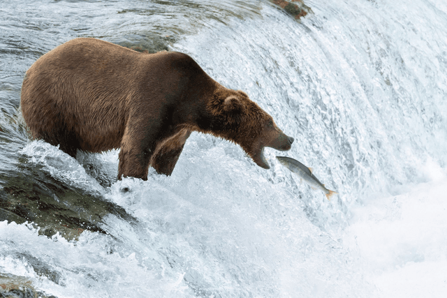 Catch it - Katmai, Alaska
