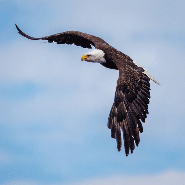 Eagle - Kodiak, Alaska