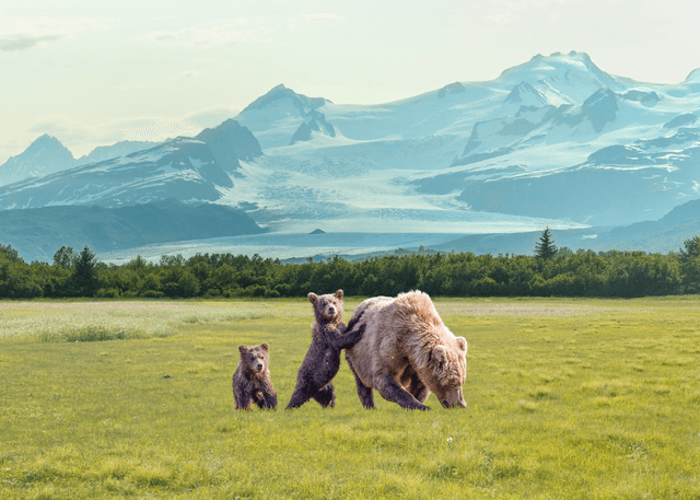 Mama &amp; cubs - Kodiak, Alaska