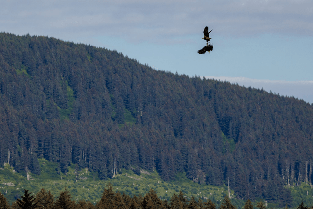 Eagles fight - Kodiak, Alaska