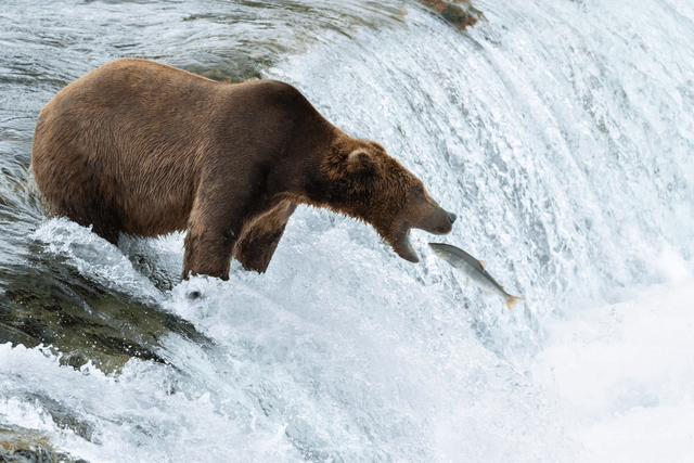 Catch it - Katmai, Alaska